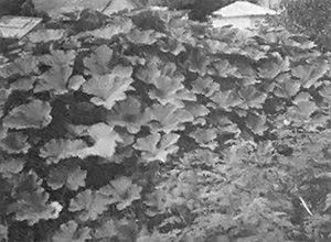 Soil Building With Mulch Image